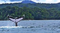 DESCANSO EN NUQUI PLAYAS DEL PACIFICO - PARAISO ESCONDIDO DE COLOMBIA